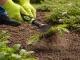 DIVODV Hand Rake for Garden, 38cm, Black/Green