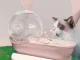 Automatic Pet Water Dispenser for Dogs and Cats, Water Fountain with Filter, Snail Design