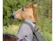 Latex Horse Head Mask for Costume Parties and Halloween, brown