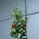 Plant Support Ring 60cm for Peonies and Garden Flowers