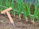 Wooden Dibber with Measuring Scale for Bulbs and Seedlings, 28 cm