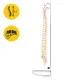 4FIZJO Human Spine Anatomical Model 1:1 Life Size with Stand