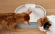 Petlibro Capsule Smart Pet Water Fountain, 2.1L
