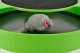 Cat Toy with Running Mouse and Scratching Pad