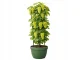 Plant Support Ring 120cm with 3 Hoops DIVODV