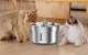 Rojeco Stainless Steel Pet Water Fountain 2L RYSJ-11 Quiet Dispenser