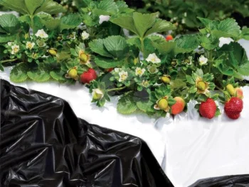 Black and White Mulch Film for Plants 1.40 x 10 m, 40 µm