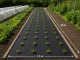DIVODV Black Weed Control Fabric 50g/m², 1.5x30m