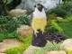 Large Falcon Bird and Rodent Repellent 40 cm