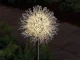 Solar Garden LED Lamps Dandelion Firework 70cm, Warm Light, 2 Pcs