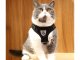 Black Harness with Leash for Dogs and Cats, Size M