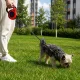 Retractable Dog Leash 5m, up to 15kg