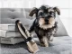 Cordless Low Noise Dog Grooming Clippers Kit for Pets