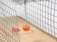 Large Humane Rat Trap XL Live Animal Cage for Rodents and Mice