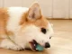 Interactive Pet Toy, LED Ball for Cats & Dogs, USB Rechargeable