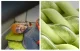 Inflatable Camping Pillow Flextail Tiny Pillow Green 77g