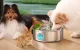 Pet Water Fountain Oneisall PWF-002-B, 7L