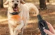 Rojeco PD521 Electric Dog Barking Collar, 1000m Range, Black