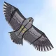 XXL eagle kite, 200 cm wingspan, colorful