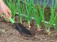 Dārza Lāpsta Stādīšanas Pārstādīšanai Augu Stepēšanai 32 cm | Garden Spade For Planting Transplanting Plants
