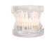 Anatomical Dental Teeth Jaw Model