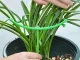 Modular Ring Plant Support, 3 Tiers, Green