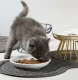 Purlov 00024088 Double Pet Bowl Mat, Grey