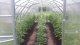 Greenhouse Baltic Lt 3X10M With 4Mm Polycarbonate; 4779037491285