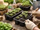 DIVODV Seedling Trays for Sowing and Planting, 8 Cells, Black