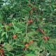 Anti-Bird Net ORTOFLEX 4x5m, Green