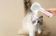 Steam Pet Grooming Brush Rojeco RZSTX-02 IPX7 White