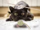 Interactive Cat Wand Toy with Rattle Ball for Indoor Cats