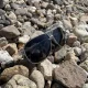 Trizand Polarized Sunglasses with UV 400 Filter (Black/Silver)