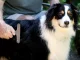 Large Trimmer Comb for Dog and Cat Hair