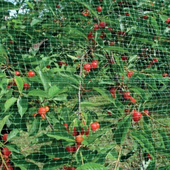 Tinklas nuo paukščių TENAX ORTOFLEX 4x10m, akis 10x12mm, žalias