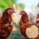 Dummy Egg for Hens, 1 Pcs, Brown