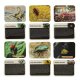 Insects in Amber Archaeological Dig Kit for Kids