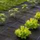 Multigarden Anti-Weed Landscape Fabric 90g/m² 1.6x50m with Pegs, Black