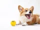 Squeaky Rubber Dog Ball Chew Toy with Funny Face, 6.5 cm