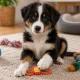Dog Toy – Braided Rope Tugger with Ball