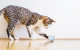 Cheerble Wicked Snail Interactive Cat Toy, Blue