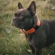 Wozinsky WEA-01 Silicone Case for Apple AirTag Dog or Cat Collar, Black