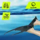 TSUNAMI Adjustable Swim and Diving Fins Size 36-41 (S/M) Grey