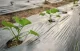 Weed Control Film for Cucumbers with Holes 1 × 5 m, Black