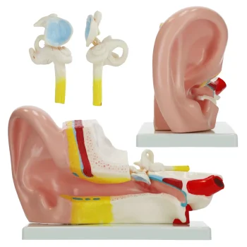 4FIZJO Human Ear Anatomy Cross-Section Model 3:1 Scale