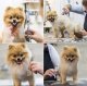 Grooming Kit Haircut Scissors for Dogs and Cats + Accessories