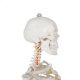 Anatomical model of the human skeleton 170 cm, on a stand