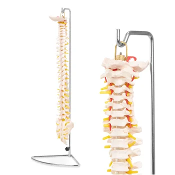 4FIZJO Human Spine Anatomical Model 1:1 Life Size with Stand