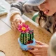 LEGO Botanicals 11509 Flowering Cactus