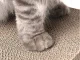Cardboard Wave Cat Scratching Post with Catnip